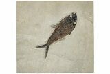 6.35" Fossil Fish (Diplomystus) - Wyoming - #203209-1
